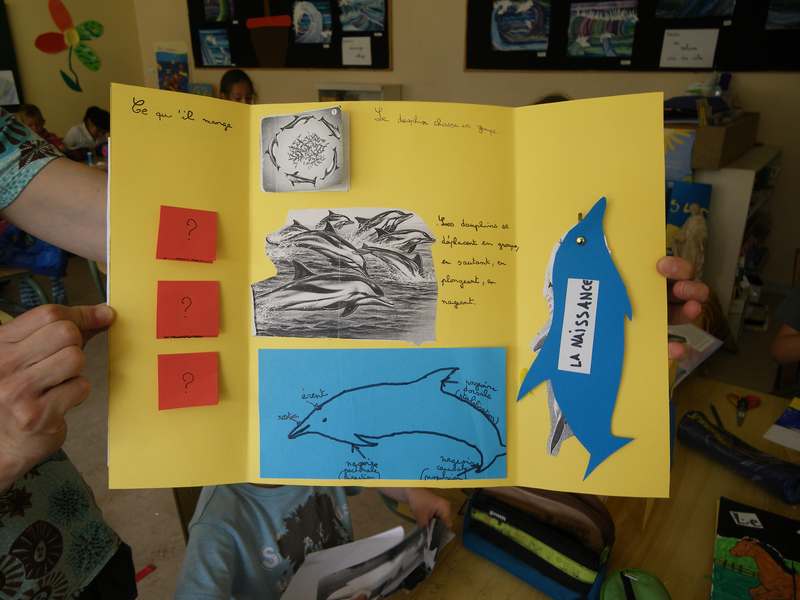 Lapbook 8